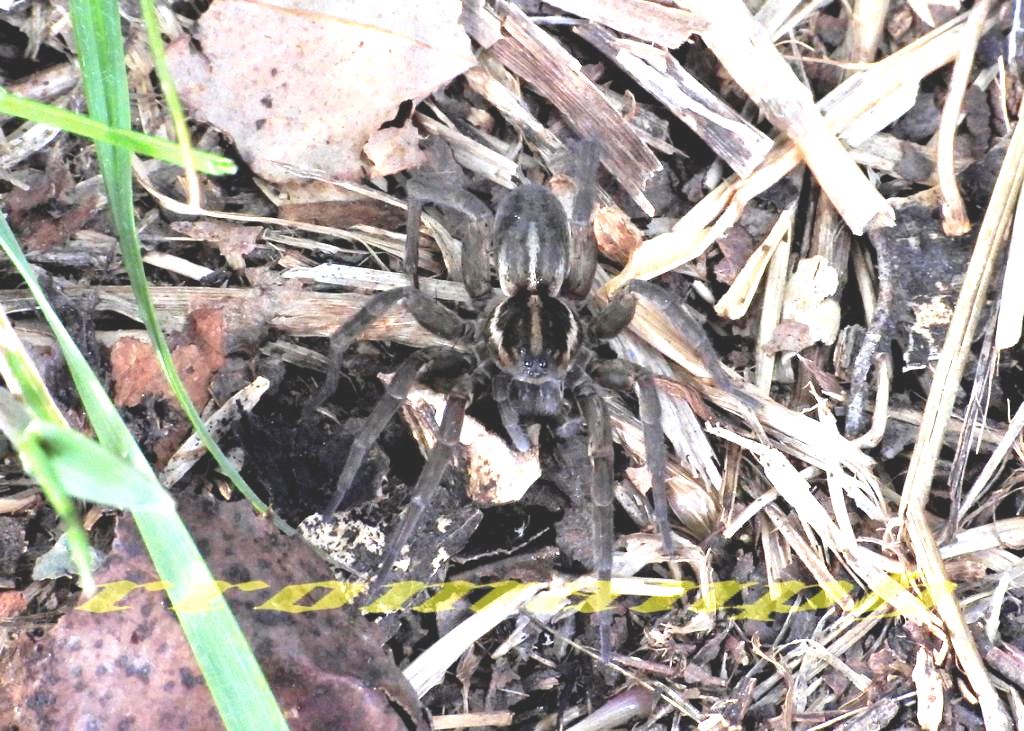 Lycosidae?  S, Arctosa fulvolineata - Valle dell''Arda (PC)